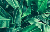 Tropical Leaves Wallcovering