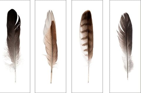 Feathers Wall Art (Set of 4)