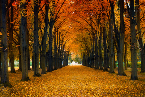 Autumn Forest Wallcovering